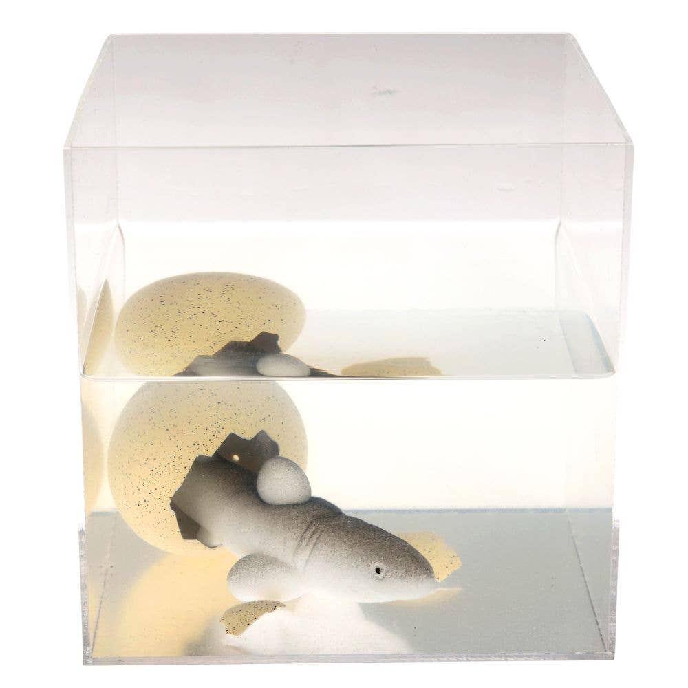 Rex London Giant Hatching Shark Egg