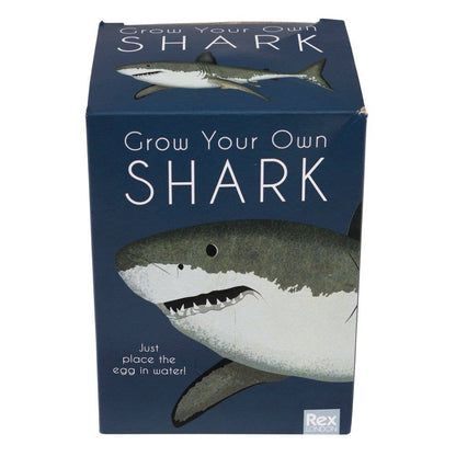 Rex London Giant Hatching Shark Egg